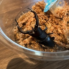 アマミノコギリクワガタ♂ 2匹の画像