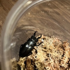 アマミノコギリクワガタ♂ 2匹の画像