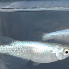 目高【メダカ】善通寺メダカ様血統ガブリエル2ペアの画像