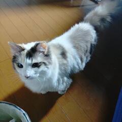 甘えん坊のミケちゃん
