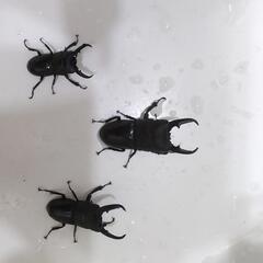 天然採取個体。ヒラタクワガタ、雄3匹セット。の画像