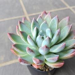 多肉植物　ルーマンリン　2025年7月27日の画像