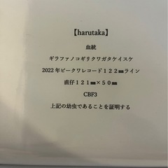 【⭐️レコードライン♀単】ギラファノコギリクワガタ　フローレスの画像