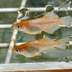 メダカ めだか🐟ハイビスカス オス1メス2産卵確認済の画像
