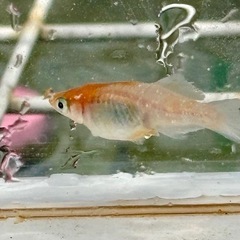 メダカ めだか🐟ハイビスカス オス1メス2産卵確認済の画像