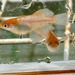 メダカ めだか🐟ハイビスカス オス1メス2産卵確認済の画像
