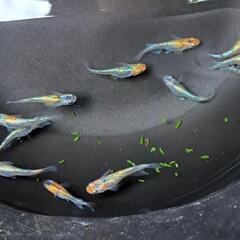 🌱‬草餅めだか春生まれ10匹‪④🌱‬の画像