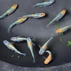 🌱‬草餅めだか春生まれ10匹‪④🌱‬の画像