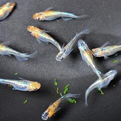 🌱‬草餅めだか春生まれ10匹‪④🌱‬の画像