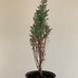 ランキングキーワードに紐づく投稿画像-観葉植物