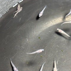 和墨ＲＬＦメダカ　めだか　幼魚(約１センチ〜) ８匹５００円の画像