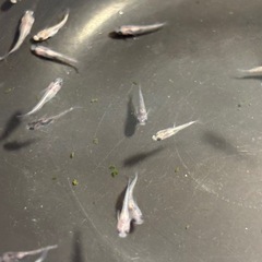 和墨ＲＬＦメダカ　めだか　幼魚(約１センチ〜) ８匹５００円の画像