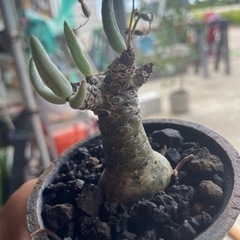 アガベ　ネームドチタノタ　ペアルソニー　販売の画像