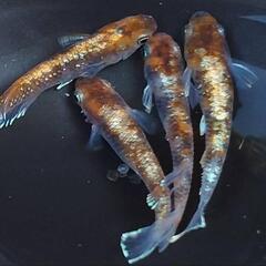 店舗済　めだか　ｽｰﾊﾟｰ銀鱗【現物】の画像
