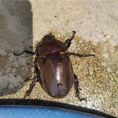 カブトムシ　オスメス①の画像