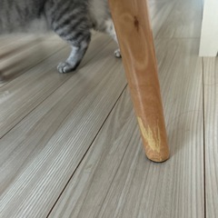 【取引中】猫ベッド　宇宙船の画像