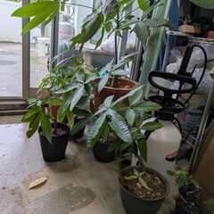 パキラの樹の画像