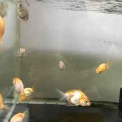 金魚の画像