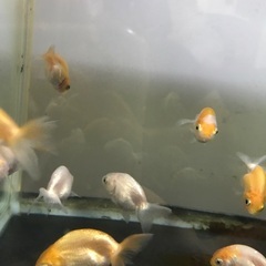 金魚の画像