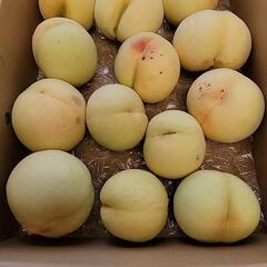 赤磐市の桃③の画像