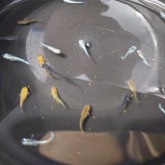 【受け渡し者決定】メダカ幼魚おまとめの画像