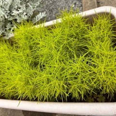 良質‼️プランター付きコキアの画像