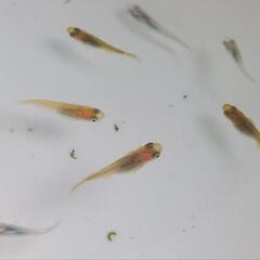 【受け渡し者決定】メダカ幼魚おまとめの画像