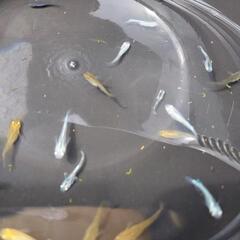 【受け渡し者決定】メダカ幼魚おまとめの画像