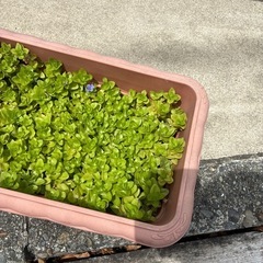ウォーターバコパの画像