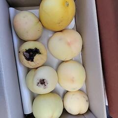 赤磐市の桃 痛みあり④の画像