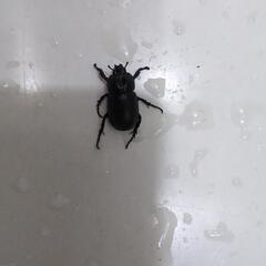 天然採取個体、カナブン色ノ−マル個体５匹、コカブトムシ1匹セット。の画像