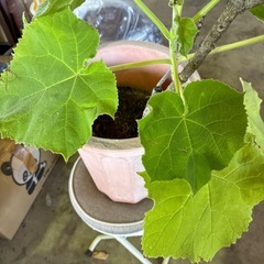 キリノキ？の画像