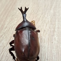 レア✨国産カブト ピンクアイ　オス単の画像