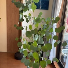 ユカリの画像