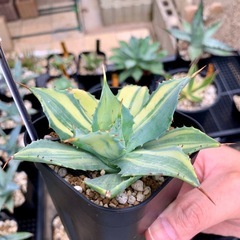 アガベ【楊貴妃 縞斑】小株の画像