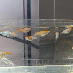 めだか　メダカ　アマテラス　５匹の画像
