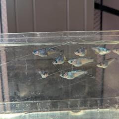 メダカ　めだか　サファイアの画像