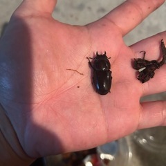 採取品　沖縄少しマギーヒラタペアー　の画像