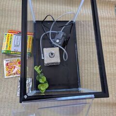 鑑賞用水槽 小さ目 金魚 淡水魚用の画像