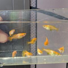 メダカ　めだか　プラチナ牡丹の画像