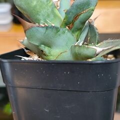 【アガベ】チタノタ 　ノーネーム　プレステラ90深鉢【観葉植物】の画像