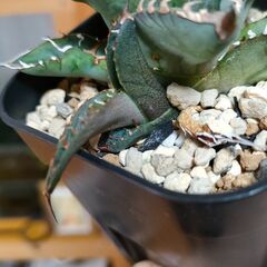 【アガベ】チタノタ 　ノーネーム　プレステラ90深鉢【観葉植物】の画像