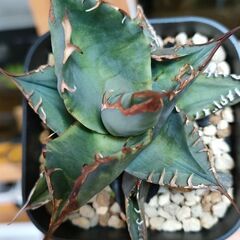 【アガベ】チタノタ 　ノーネーム　プレステラ90深鉢【観葉植物】の画像