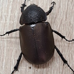 ✨爆産セット✨アトラスオオカブト トリオ（♂♀♀）の画像