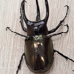 ✨爆産セット✨アトラスオオカブト トリオ（♂♀♀）の画像