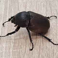 ✨爆産セット✨アトラスオオカブト トリオ（♂♀♀）の画像