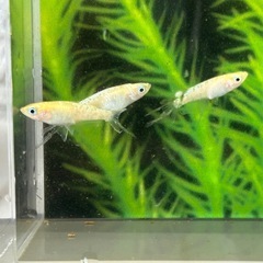 【決まりました】エルダーフラワーめだか2ペアの画像