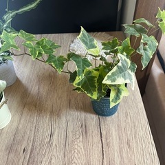 値下げしました‼️観葉植物4点セット🪴の画像