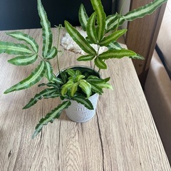 値下げしました‼️観葉植物4点セット🪴の画像