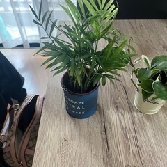 値下げしました‼️観葉植物4点セット🪴の画像